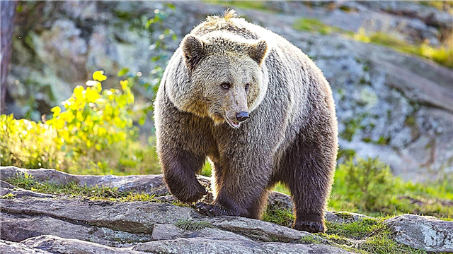 Béar grizzly