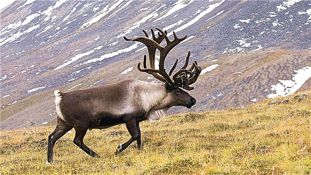 I-Reindeer
