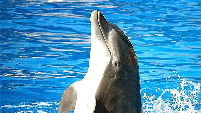 Dolphin Tuhinga o mua