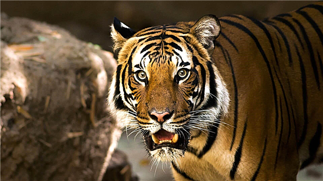 Amur tigrea