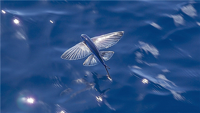 Peshk fluturues