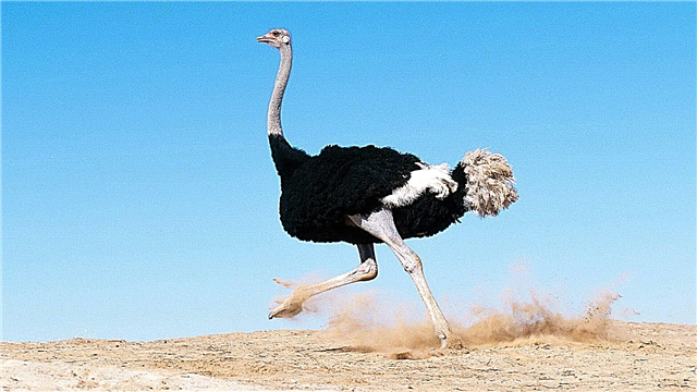 Ostrich na hAfraice